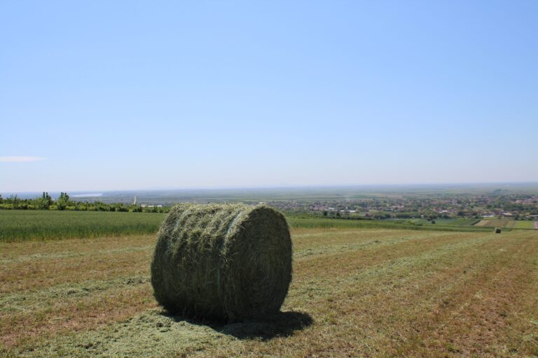 novi5