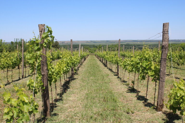 vinogradi3